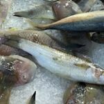 До 10 тысяч тонн товарной рыбы будут выращивать в СКО