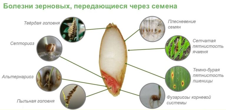 Схема производства семян элиты зерновых культур при использовании массового отбора включает