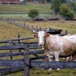 В РК предлагают ввести норму регулирования численности скота в каждом подворье в соответствии с требованиями ветеринарного законодательства