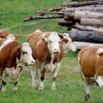 Скотокрадство и бруцеллёз – главные проблемы животноводов в ВКО