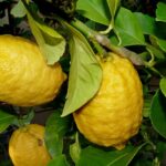 Выращиванием лимонов занялись сельчане в Жамбылской области