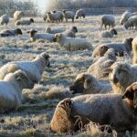 Субсидируется ли в Казахстане разведение племенных овец?