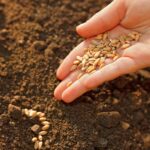 Заявки на субсидирование семян начали принимать в СКО