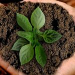 Агрохимический анализ почвы для получения субсидий: делать или не делать?