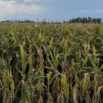 Мировые зерновые биржи: не так страшен погодный фактор…, как спекулятивный