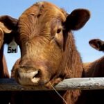 Рациональное использование пастбищ и резерв заявок предлагается ввести в субсидирование животноводства