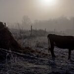 Фермеры в Западном Казахстане массово режут скот из-за нехватки кормов