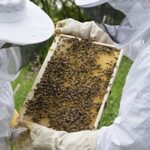 Особенности применения СНР для пчеловодов