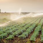 300 крестьянских хозяйств в Туркестанской области могут остаться без поливной воды