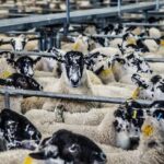 Мегаферма на полмиллиона овец появится в Карагандинской области