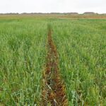 Фермеры в онлайн-режиме могут застраховать посевы от засухи