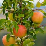 «Чтобы деньги не ушли в карманы»: Яблоневые сады хотят возродить в Казахстане
