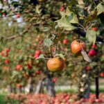 Турецкий завод по переработке фруктов планируют построить в Жамбылской области