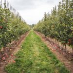 Выращивать яблоневые сады в Казахстане будут с научным подходом