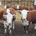 Сбывать скот за бесценок вынуждены фермеры в Кызылординской области