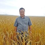 Урожай яровой пшеницы свыше 50 ц/га (!) в условиях низкой влагообеспеченности. Монгольский рекорд в год 60-летия поднятия целины