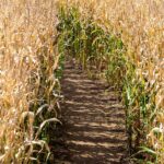 Основная часть аграриев подают заявки на страхование урожая от засухи – Минсельхоз РК