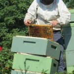 Костанайские пчеловоды рассказали, почему в регионе пасек становится всё меньше