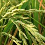 Экспериментальным способом будут сажать рис в Казахстане