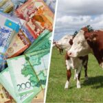 Фермеры Атырау: все субсидии достаются крупным землевладельцам, а как же мы?