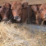 Программа «Свои корма»: Достижение устойчивого роста в животноводстве Казахстана