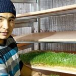 Зелёные корма по инновационной технологии выращивает молодой предприниматель из Алматинской области