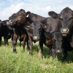 В Казахстане пытаются удержать цены на мясо