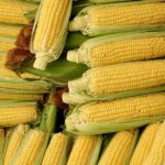 Комплекс по производству кормов из кукурузы введут в Туркестанской области