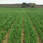Окончательный прогноз урожайности озимой пшеницы выпустил Казгидромет