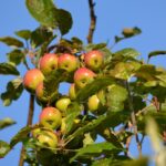 Проект по переработке фруктов планируют запустить турецкие инвесторы в Жамбылской области