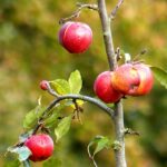 Яблоневый сад возрождают в селе Чижа Западно-Казахстанской области