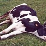 Комиссия Минсельхоза расследует причины падежа скота в ВКО