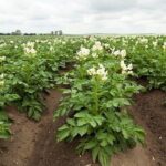 Голландский картофель осваивают жамбылские аграрии