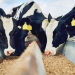 Инновационную кормовую добавку для скота разработали учёные Казахстана