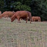 Скот массово гибнет из-за засухи в Жамбылской области