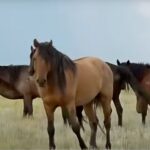 Новую породу лошадей выводят селекционеры в ЗКО