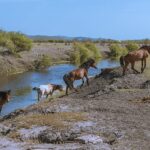 Проблемы животноводов обострились из-за дефицита воды в Атырауской области