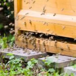 Казахстанский пчеловод заявил о массовом вымирании пчёл из-за сельского хозяйства