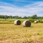 Полуторагодовой запас сена планируется заготовить в Актюбинской области