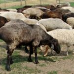 Правительство РК рассмотрело предложение о введении запрета на экспорт овец