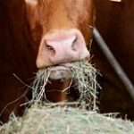 Фермерам в Келесском районе нечем кормить скот