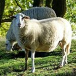 Овцеводство в Казахстане: Модернизация и инновации в аграрной отрасли