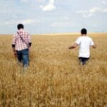 Урожай-2021: недобор зерна ожидается на юге РК