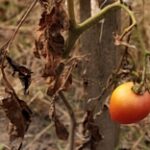 Урожая не будет: овощеводы остались без воды из-за прорыва дамбы в Восточном Казахстане