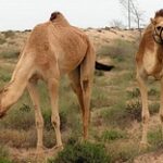 Верблюдов кормят картоном из-за засухи и дефицита корма в Мангистау