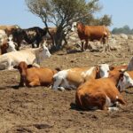 Засуха в Казахстане привела к низкой урожайности и оголила проблемы мясной отрасли