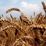 Мировые цены на пшеницу в июне снизились на 5,7%
