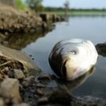 Жара стала причиной массовой гибели рыбы в СКО