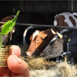 Более 5000 предпринимателей получили льготные займы в Фонде финансовой поддержки сельского хозяйства