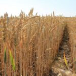 Сроки страхования посевов зерновых от засухи продлены до 24 апреля